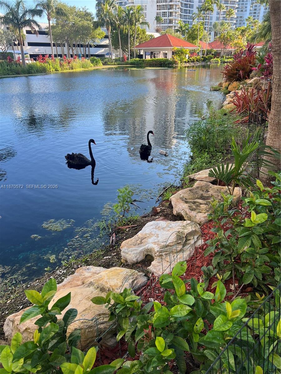Photo of 19101 36th Ct  #1411, Aventura, Florida, 33180 - pond with swans
