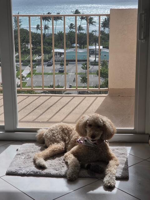 Photo of 1865 Ocean #11N, Hallandale Beach, Florida, 33009 - 6633 (002)PRINCE GEORGE 1