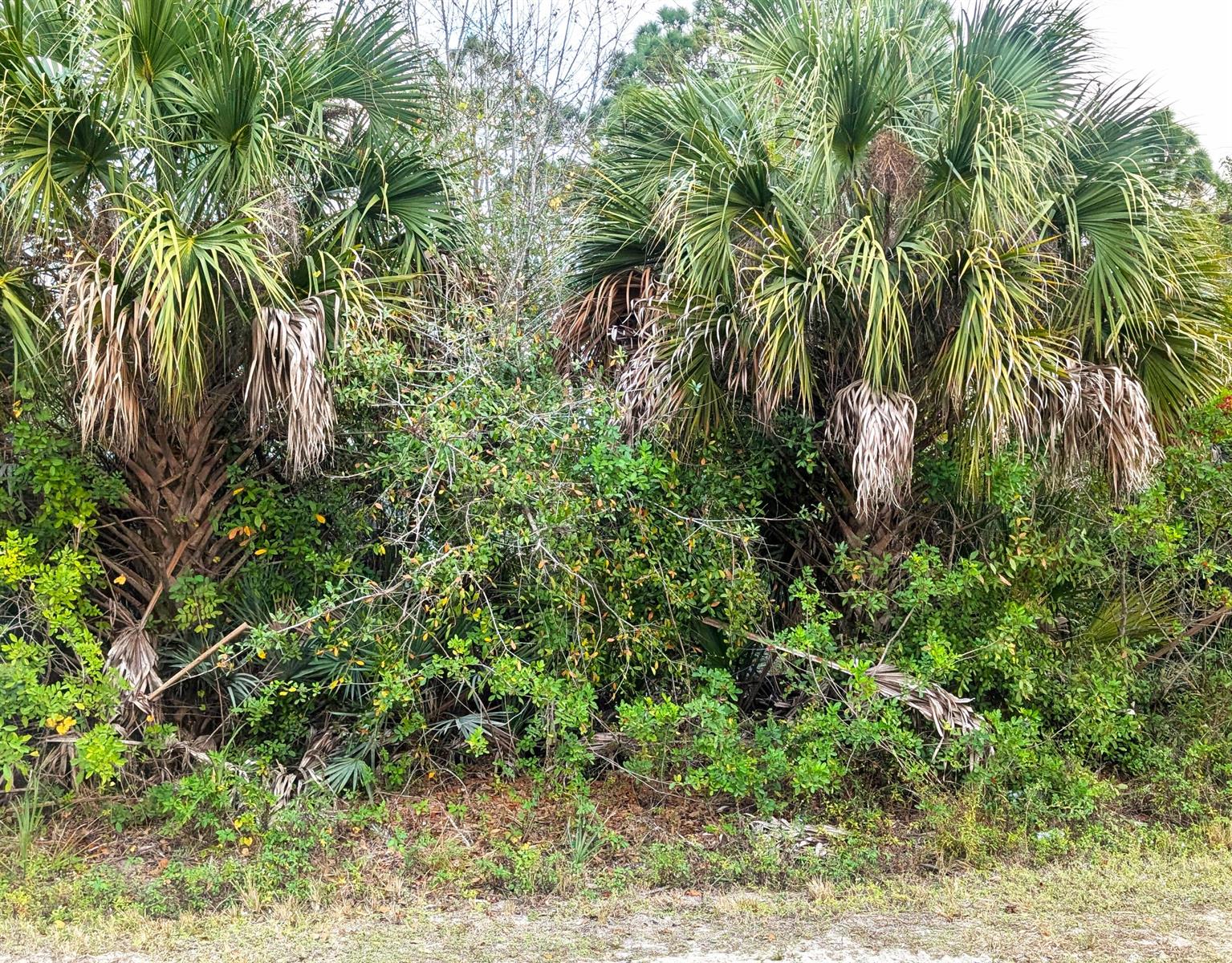 See details / 0 sq. ft. $ 2026-06-19 0 Photo